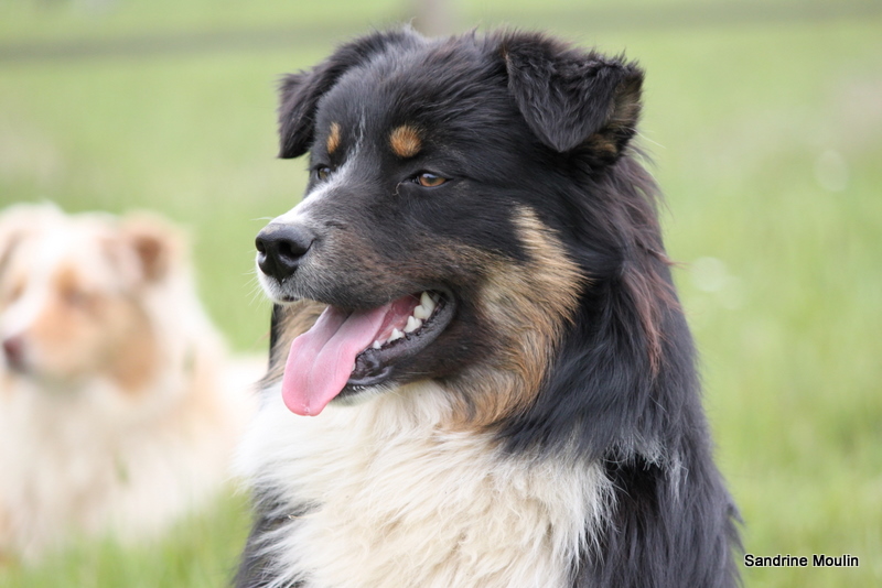 Flannel beauty of Sipawaban