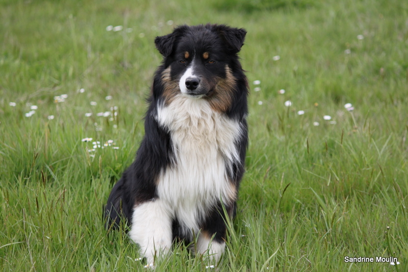 Flannel beauty of Sipawaban