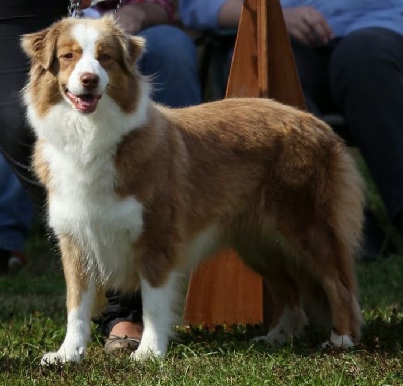 Hazel ARABIANS ANGELUS