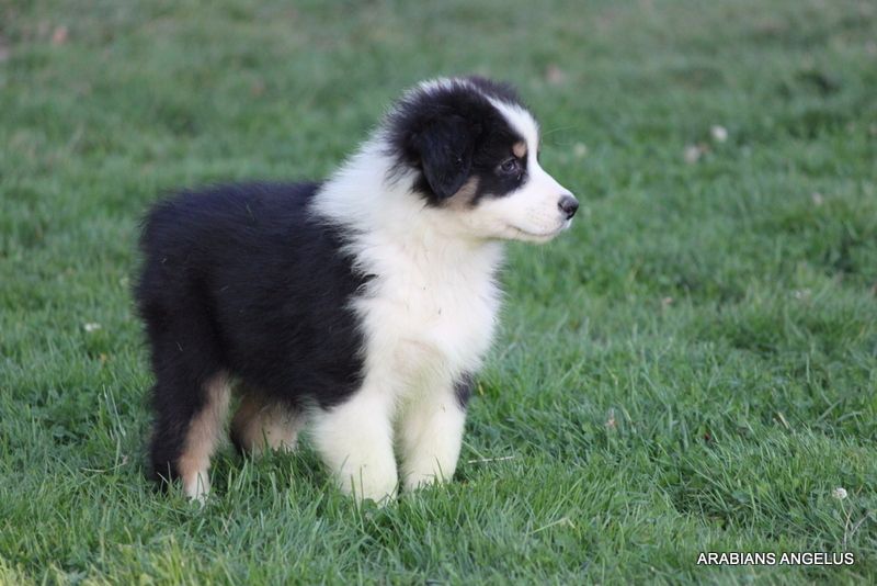 Little stewart ARABIANS ANGELUS